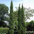кипарис