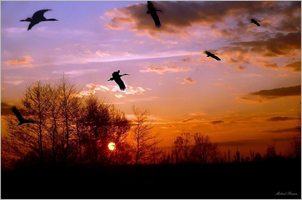 Журавли вдов. Птицы улетают. Журавль в небе. Птицы улетают на Юг. Птицы осенью.