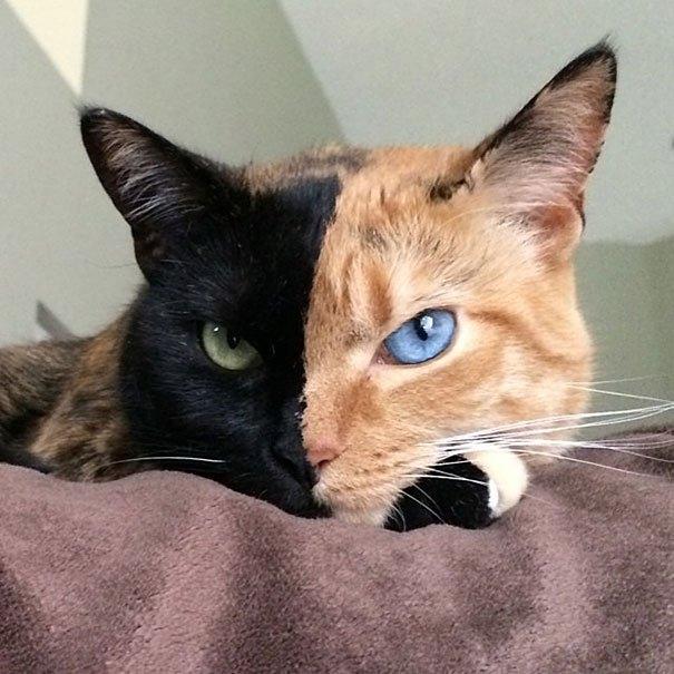 СТРАННЫЕ СЛОВА , НАПОЛОВИНУ ... читает автор .