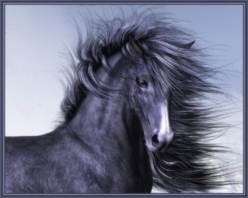 *** ДРУГ МОЙ ВОРОНОЙ .