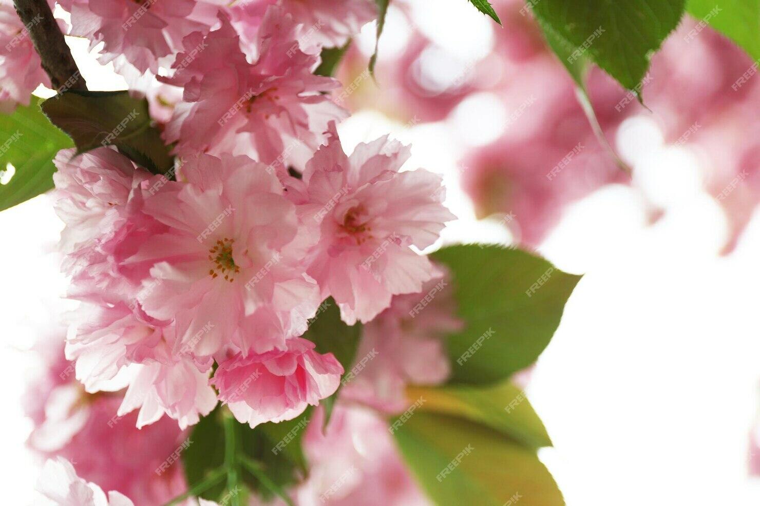 Как вишни розовый цветок нежна заря