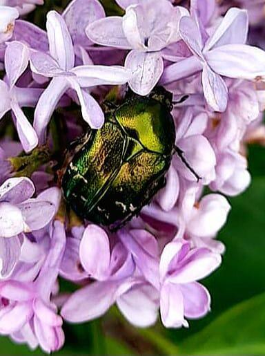 Беспощадный хищник