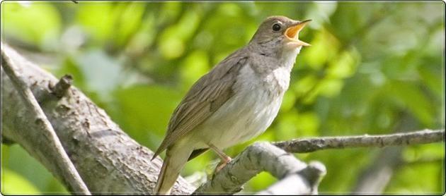 Птичка Божия моя...