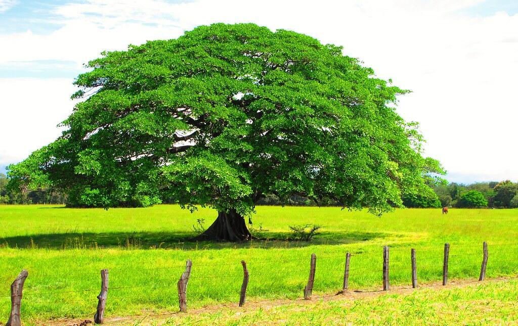 ДЕРЕВО  УПРЯМОЕ  В  СОЛНЫШКО  ВЛЮБИЛОСЬ