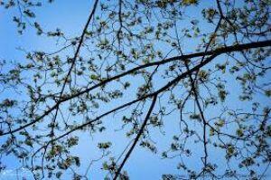 От ветров…