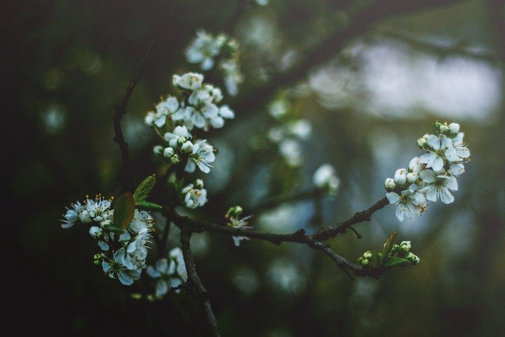 Участь поэтов.