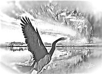 Чёрный купидон