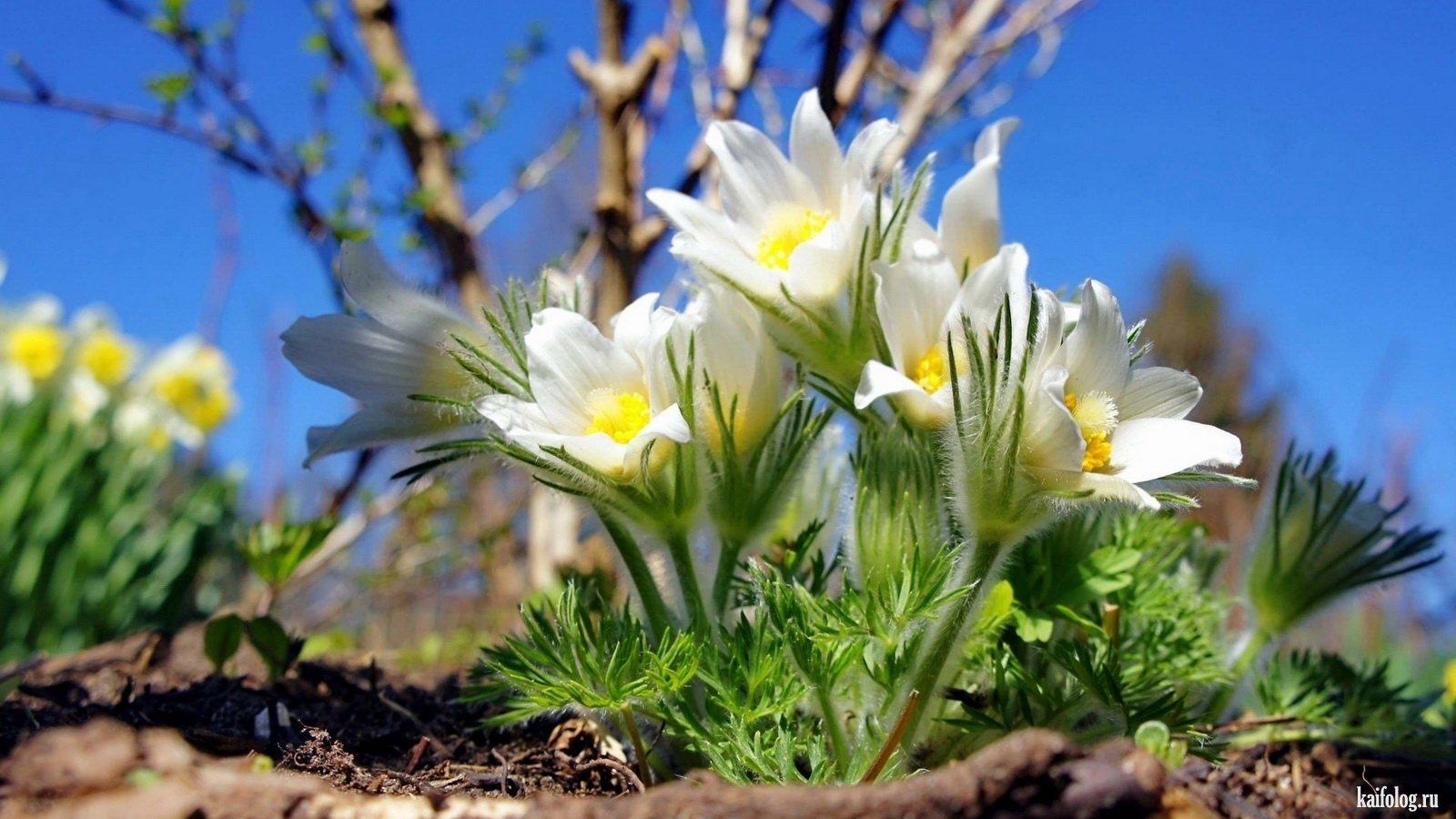 Весенняя Улыбка