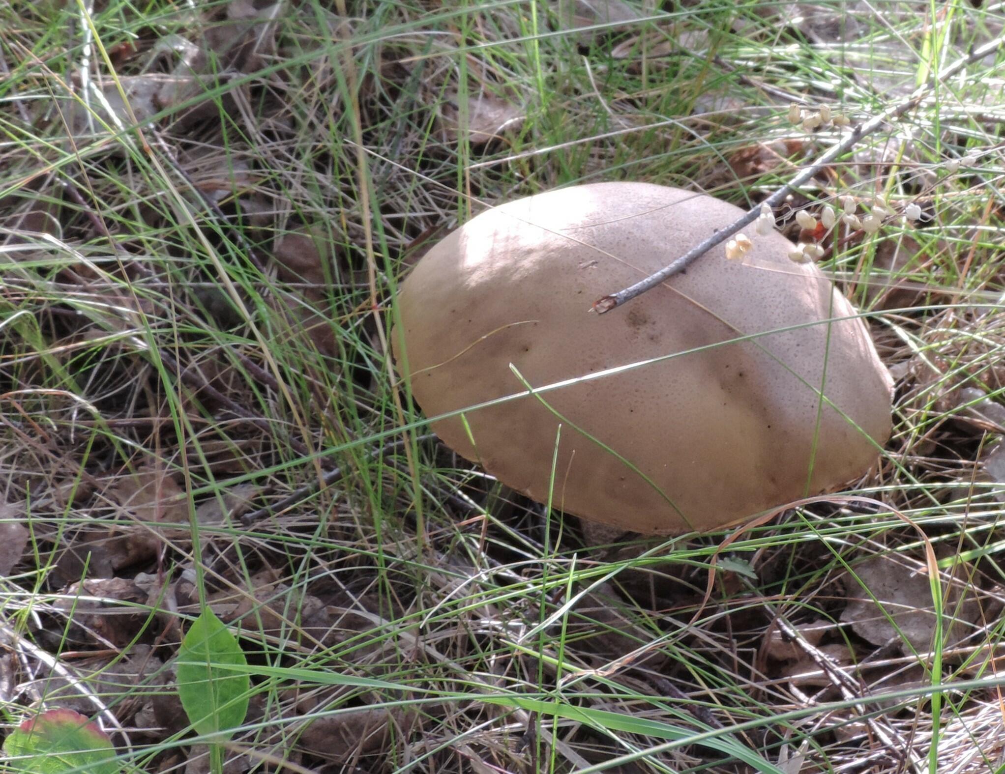 Павла, Петра святой день