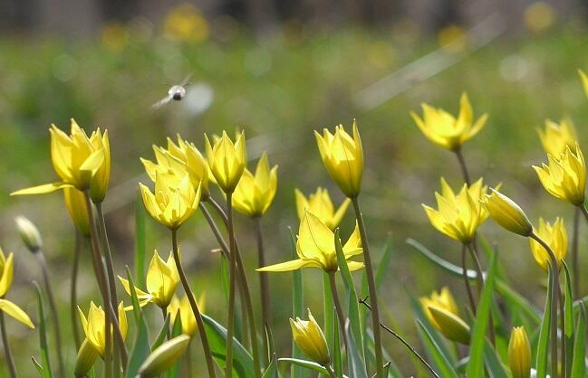 Растает лёд