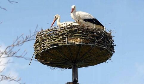 Блудный сын