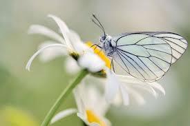 На жизнь счастливую взглянув мельком...