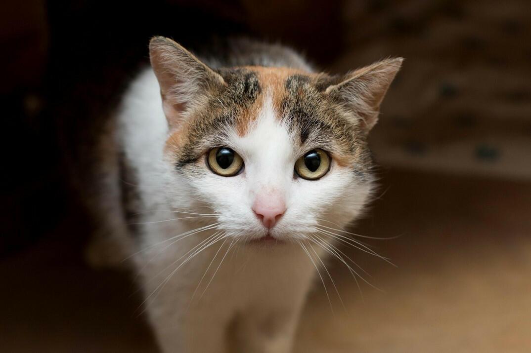 Кошка муся