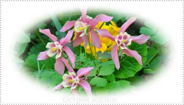 Нежность. Прозаическая миниатюра