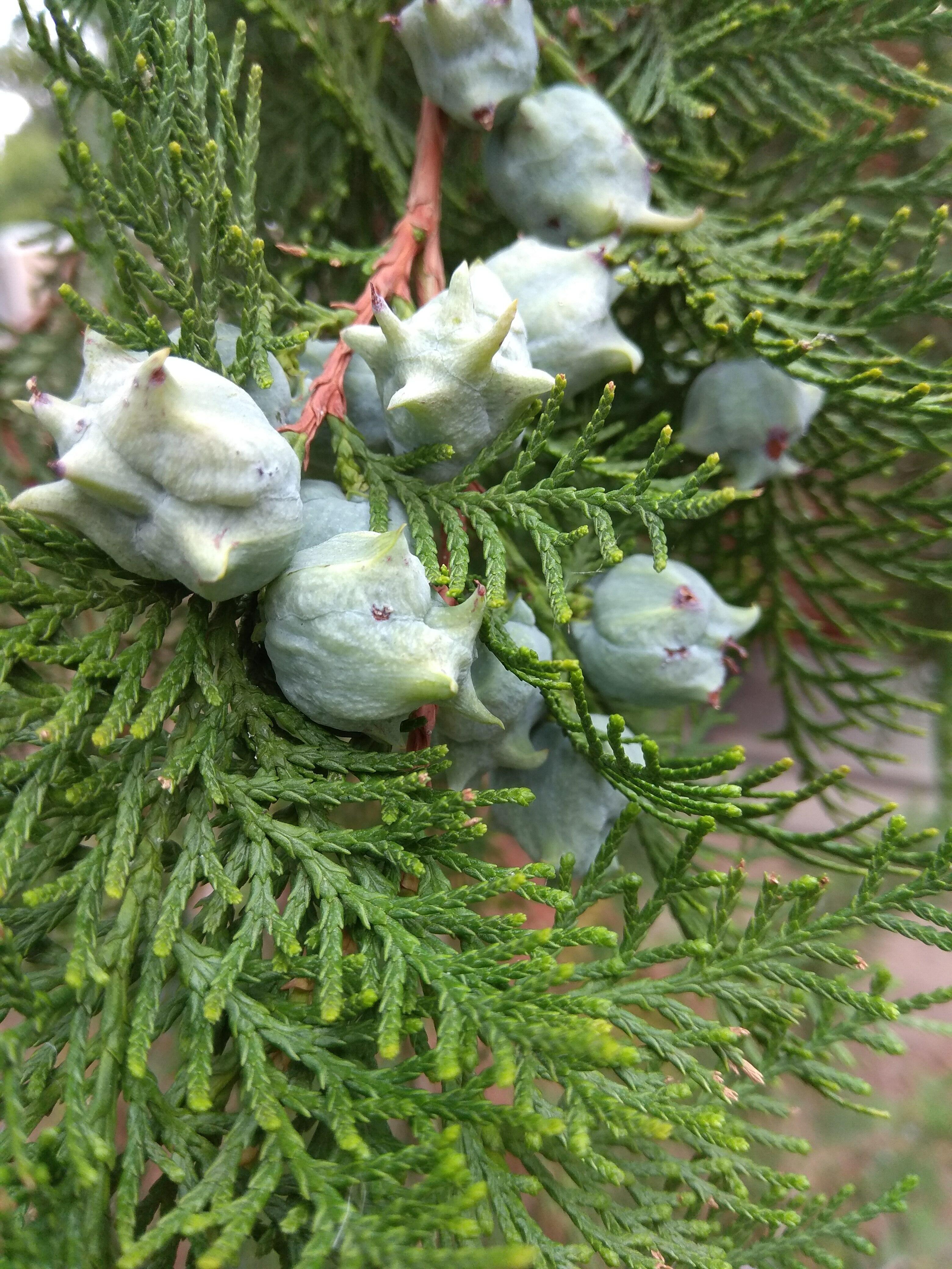 Лунная дорога