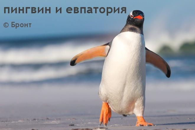 пингвин и евпатория