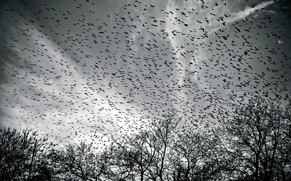 Тучи словно разбитая. Птицы в небе. Стая птиц. Много птиц. Стая ворон в небе.
