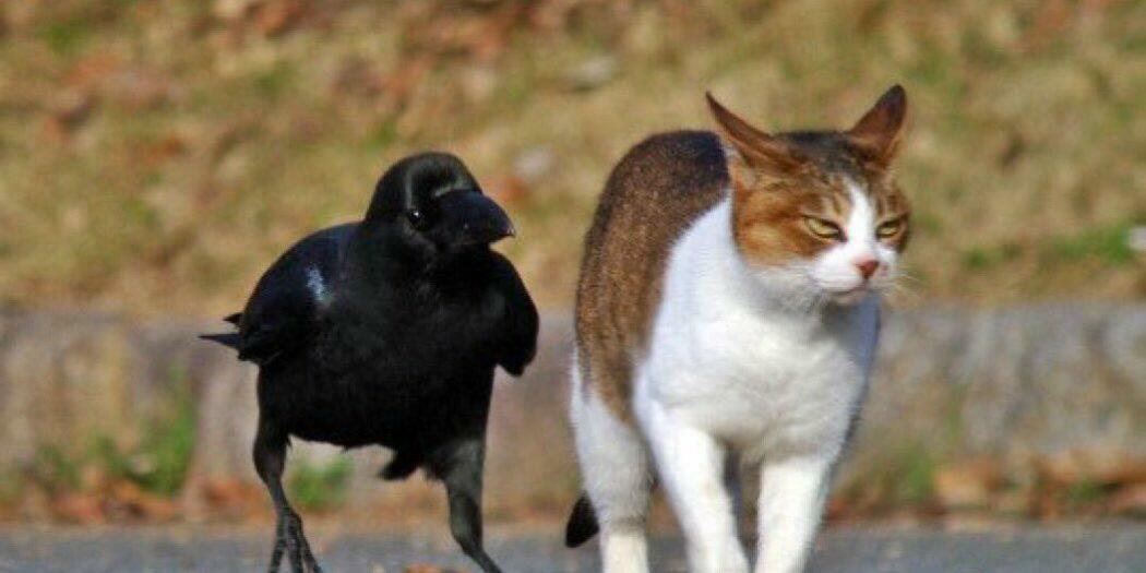 Моносонет чёрного ворона.