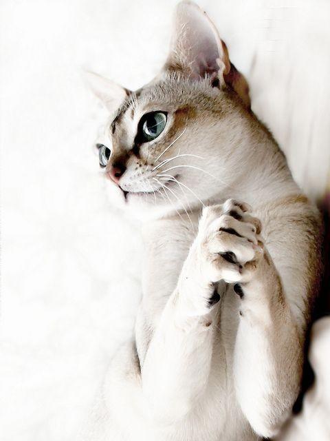 ТВОЯ ЛЮБИМЯ КОШКА