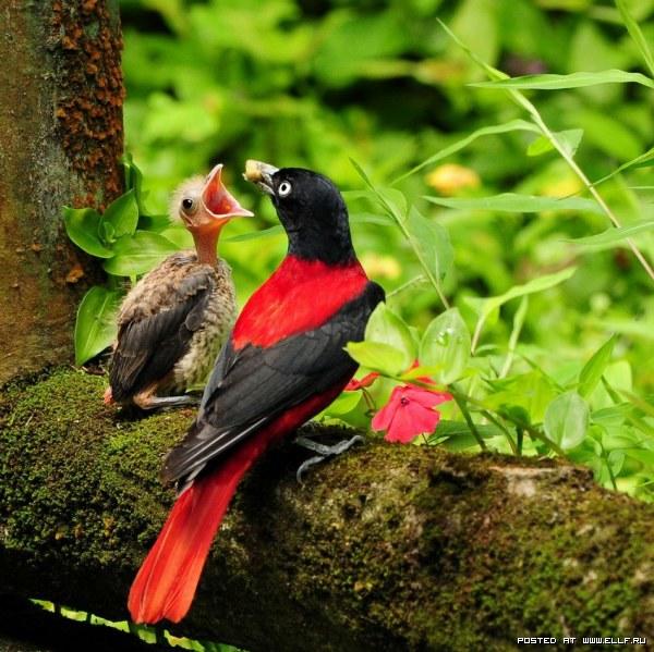 Райские  птицы