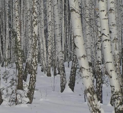 О, Русь, священная до слёз...