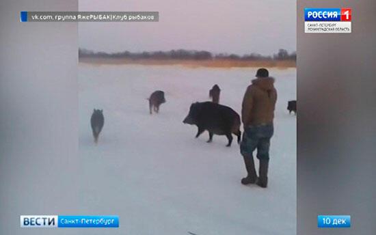 Кабаны - рыболюбы