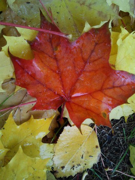 ОСЕННЕЕ (мажор)