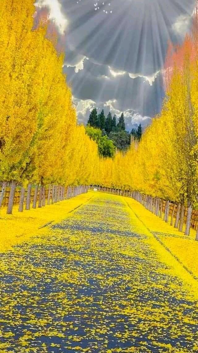 Прощальный бал...