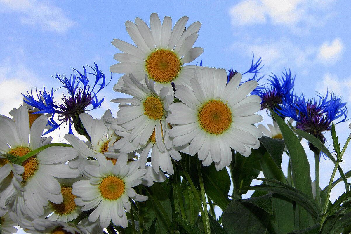 РАЗГОВОР ПРИРОДЫ