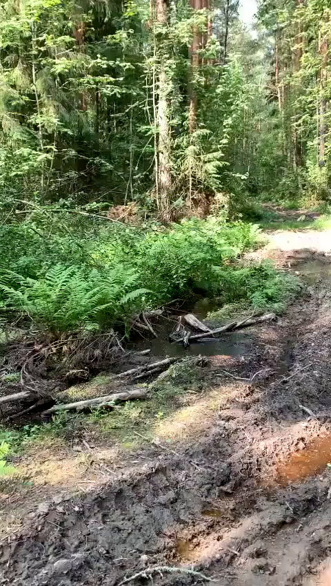 Мой русский лес