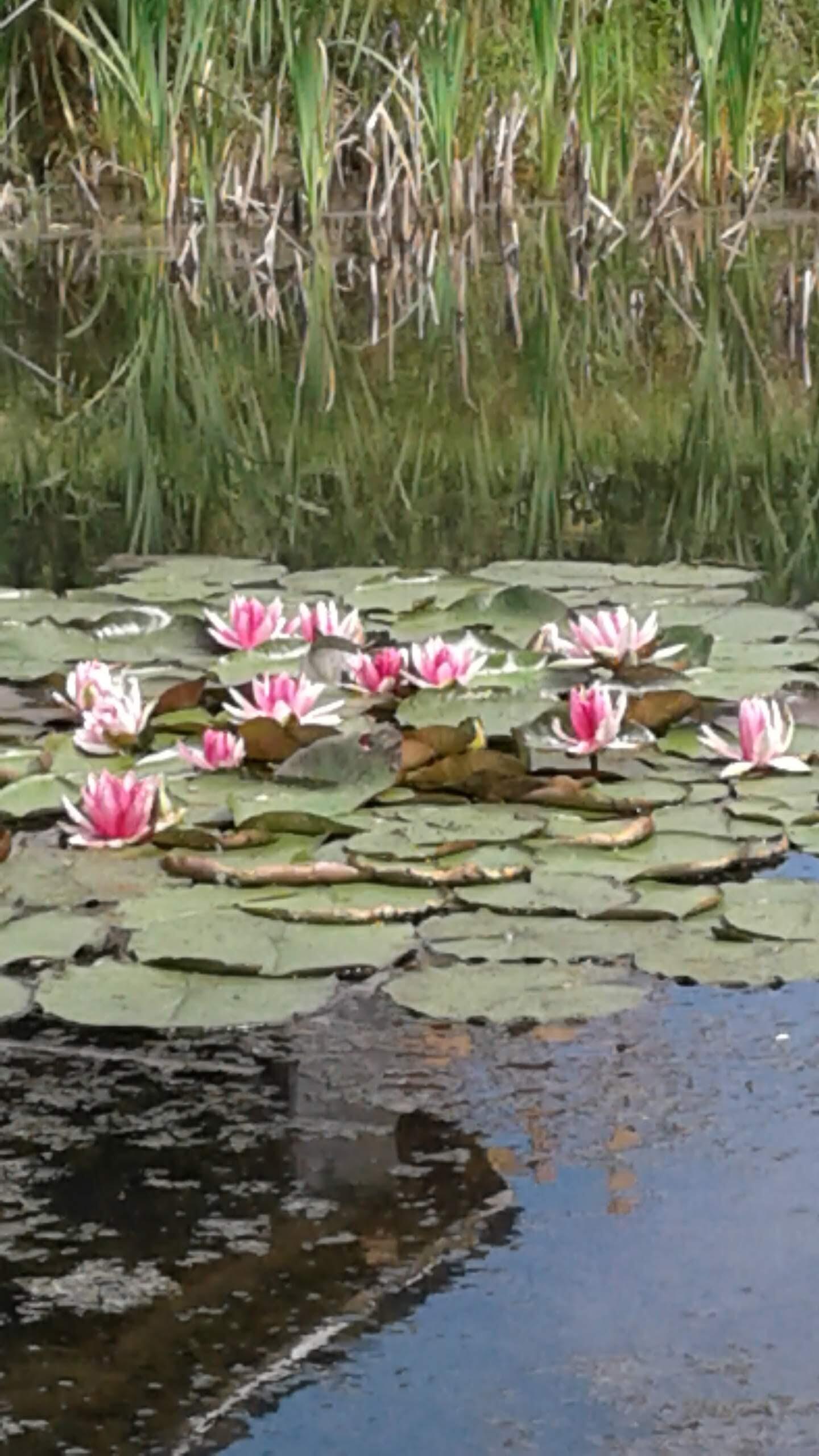 Кто желает нам счастья?