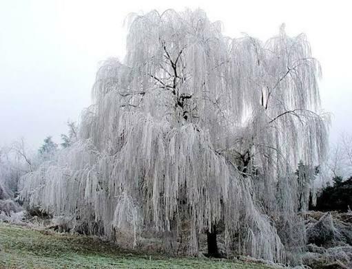 Плакучая ива
