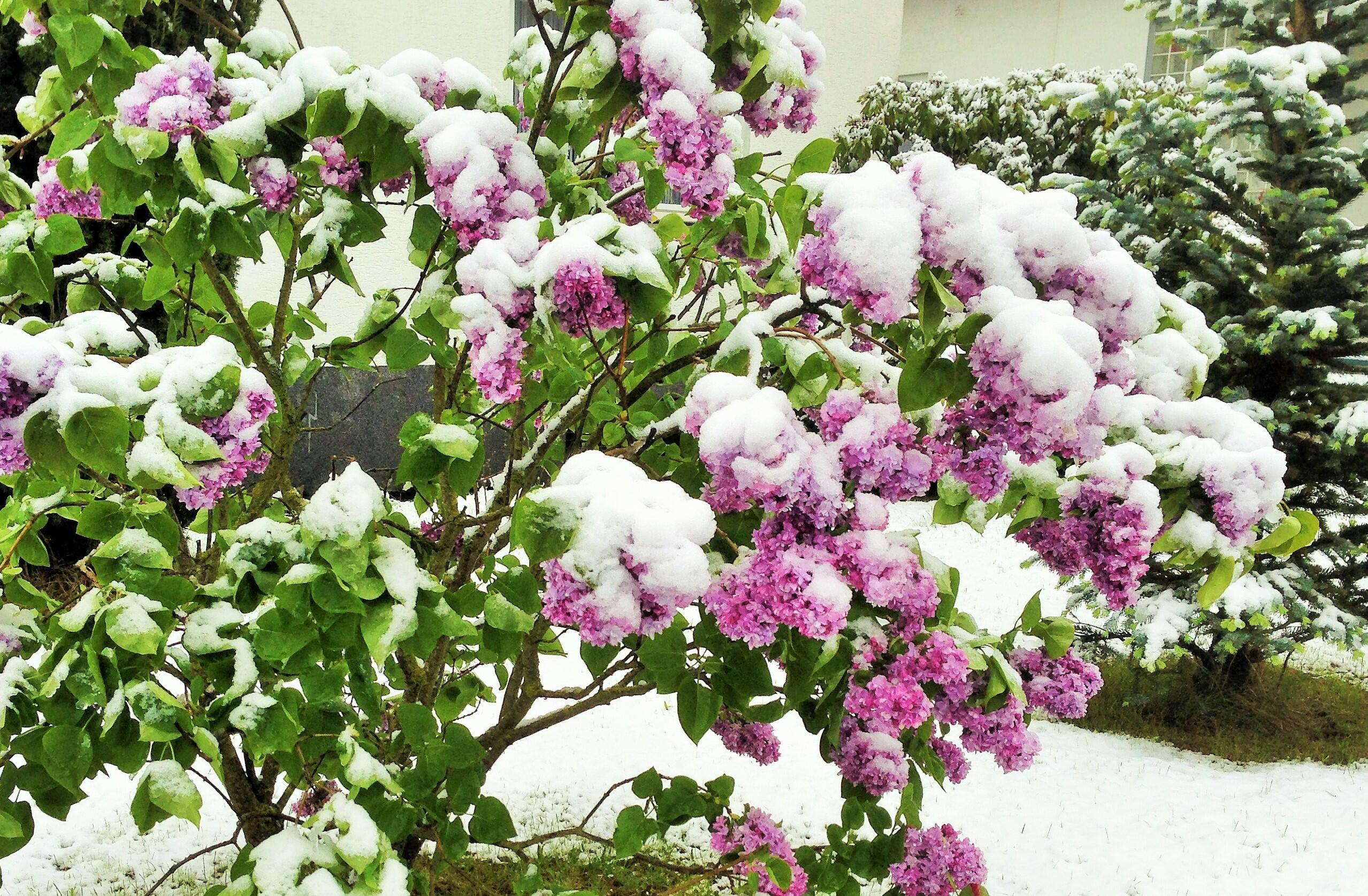 Плакучия сирень