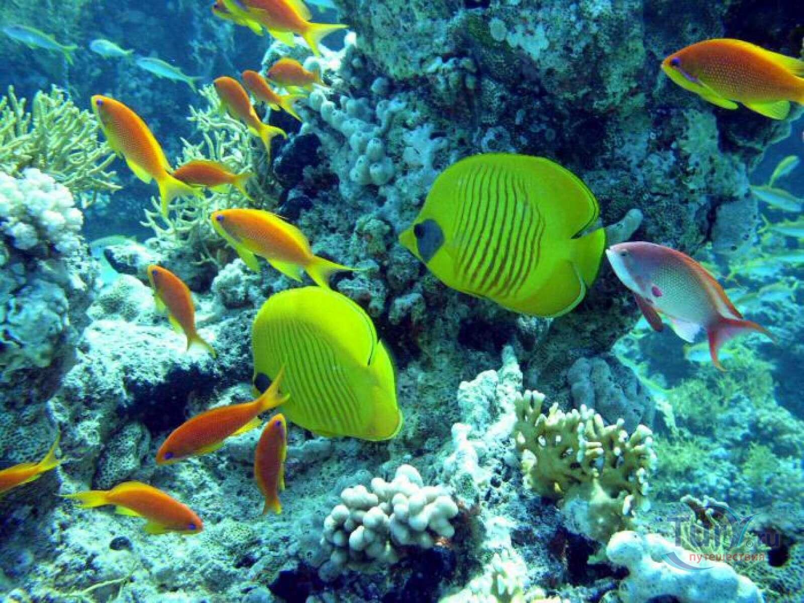 кораллы в египте