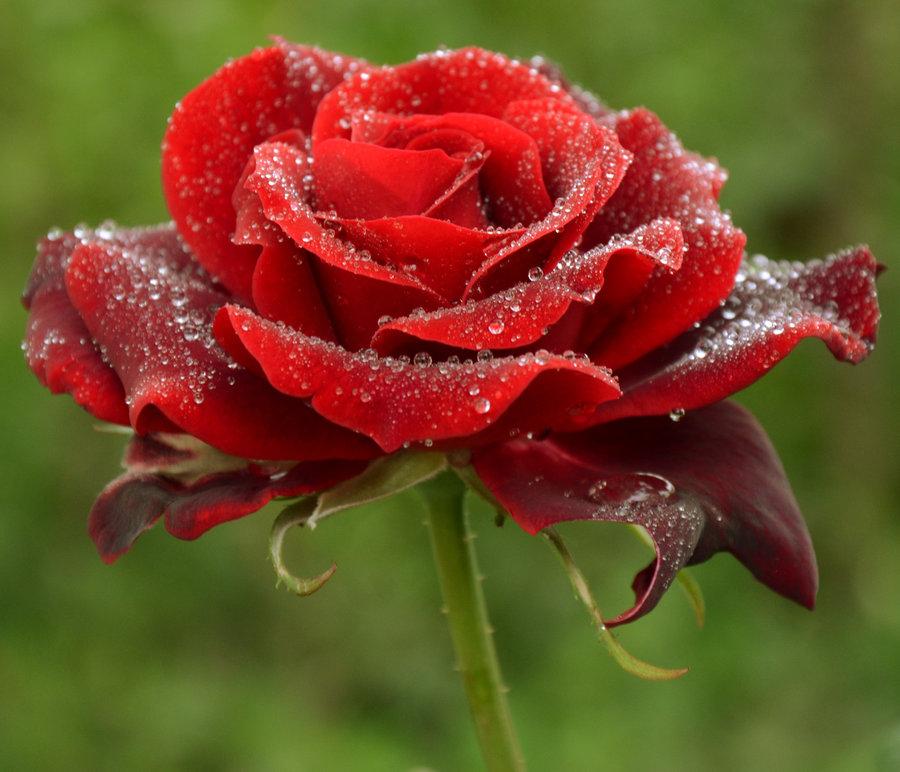 Дурманящий аромат цветка