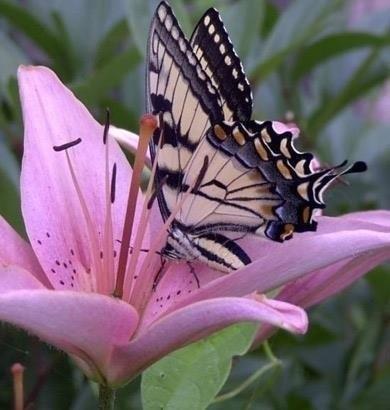 Цветам, что сорваны, не цвесть...