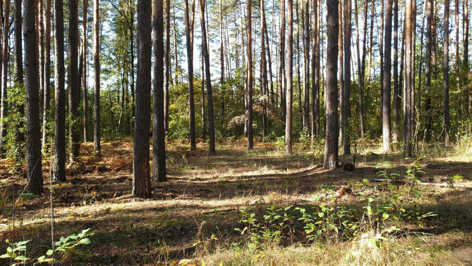 Вечера на хуторе, где летом бабочек ловил