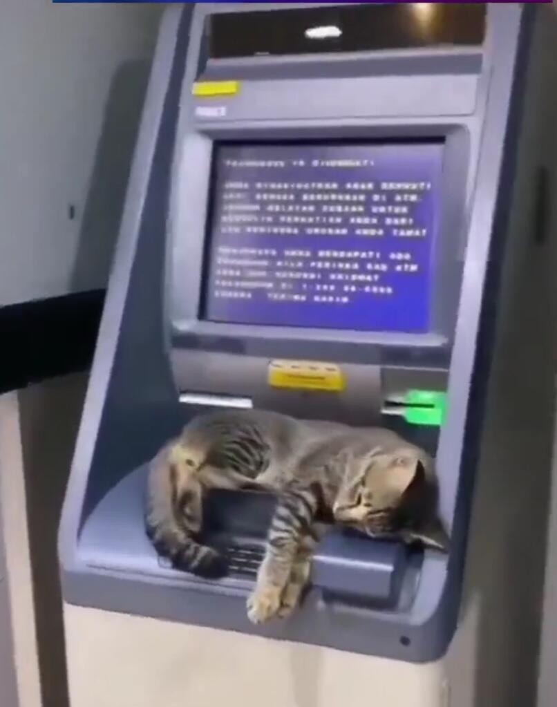 Кот бизнесмен