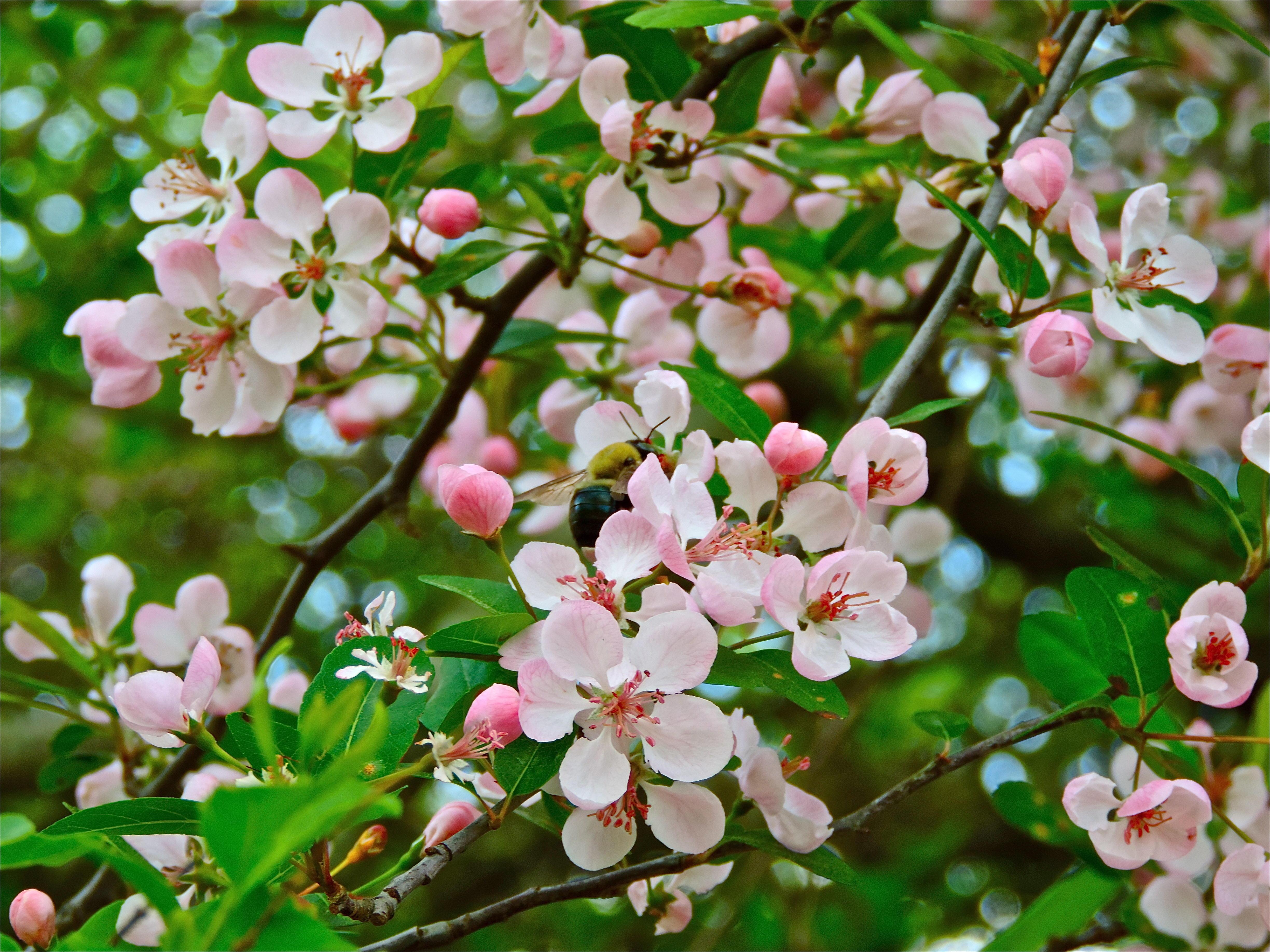 1 зацвели деревья. Яблоня Урюк вишня. Цветёт абрикос куст. Яблоня Садовая цветение. Цветущая яблоня и вишня.