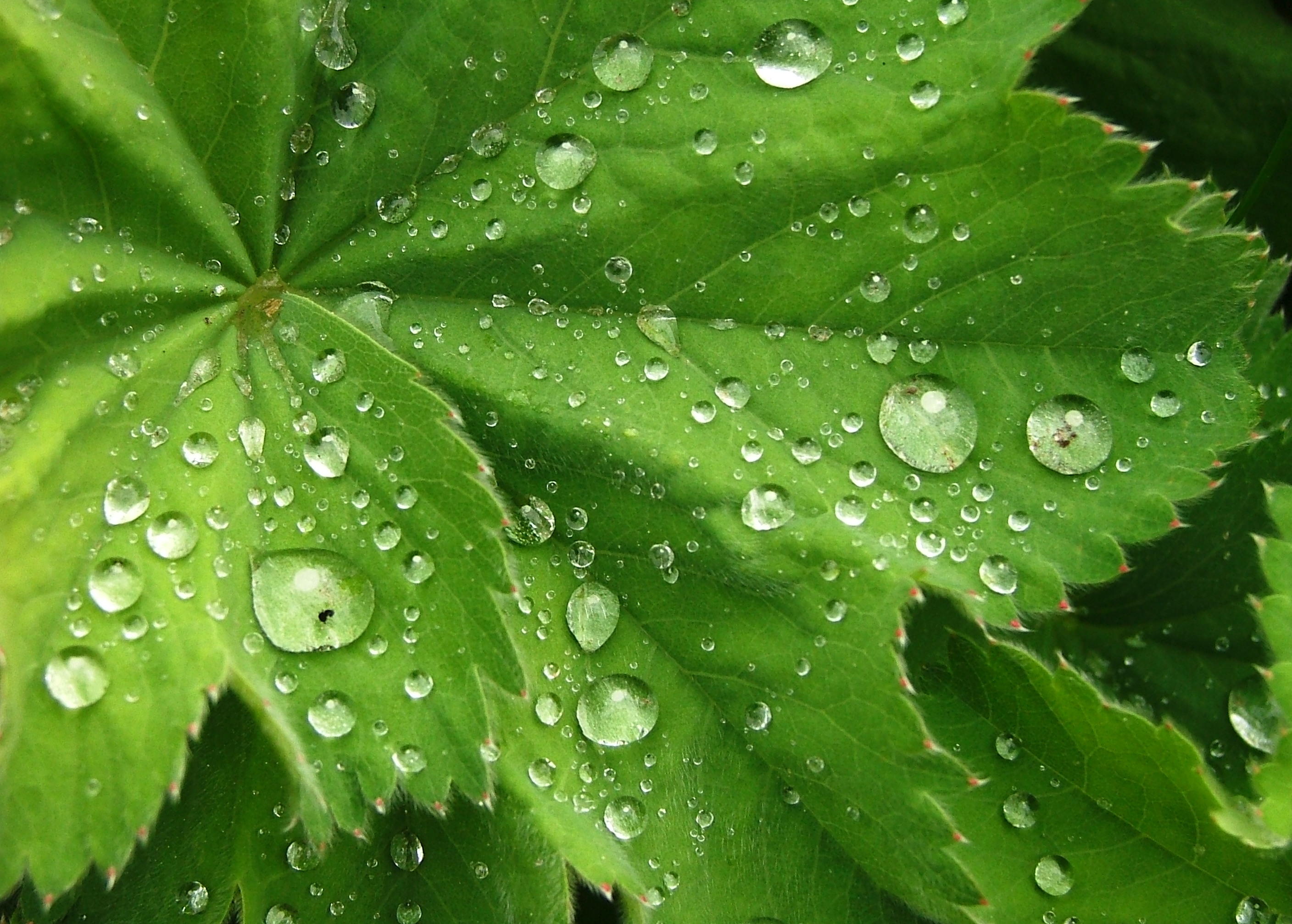 Напьюсь росы