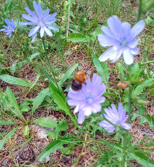 Мотылек у открытого окна