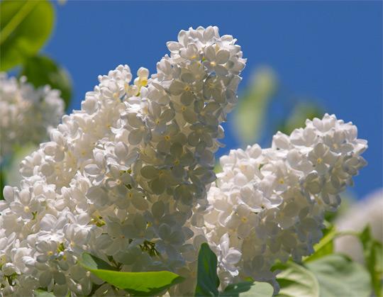 О многом хотелось мне петь...