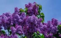 9-22 ПРИЧУДЛИВЫЕ ТЕНИ...