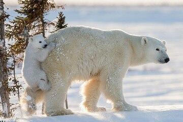 Самый лучший паровоз
