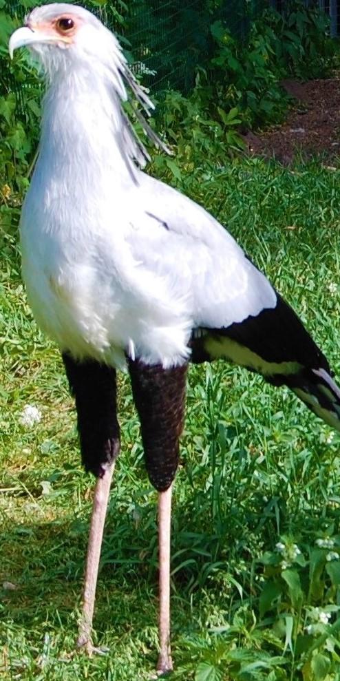 Птица - секретарь