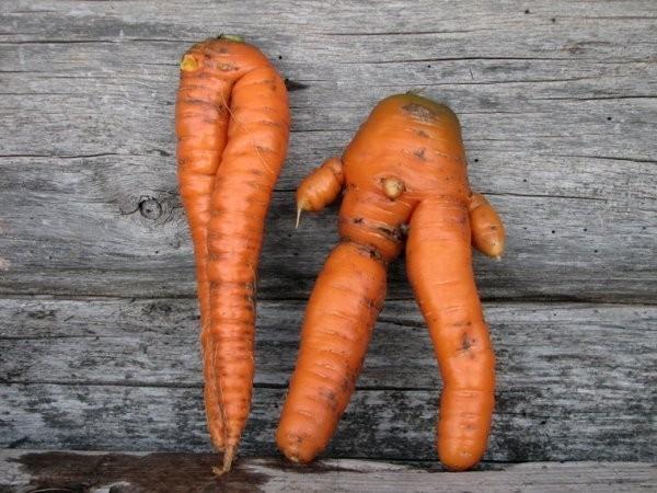 Стих про «любовь-морковь» (без рифмы)