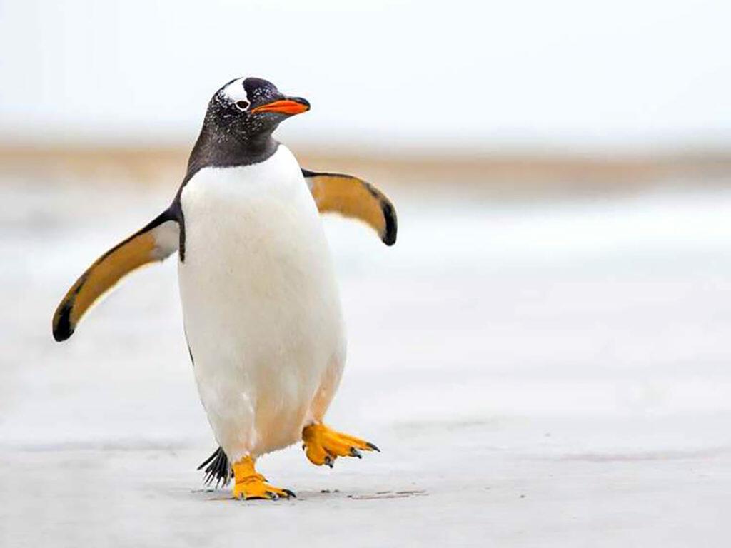 День придёт (Поэтическая мастерская Галины Прудниковой. 2 этап)