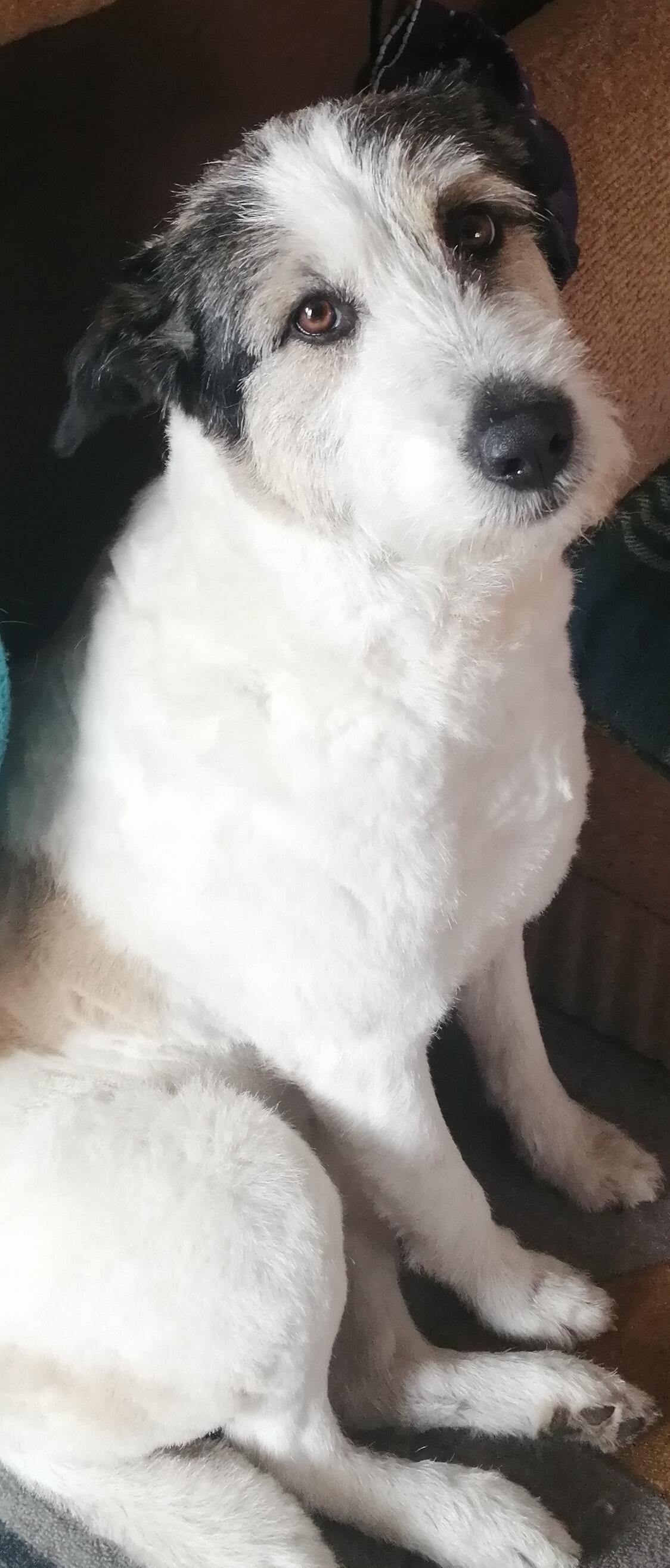 Моя собака.