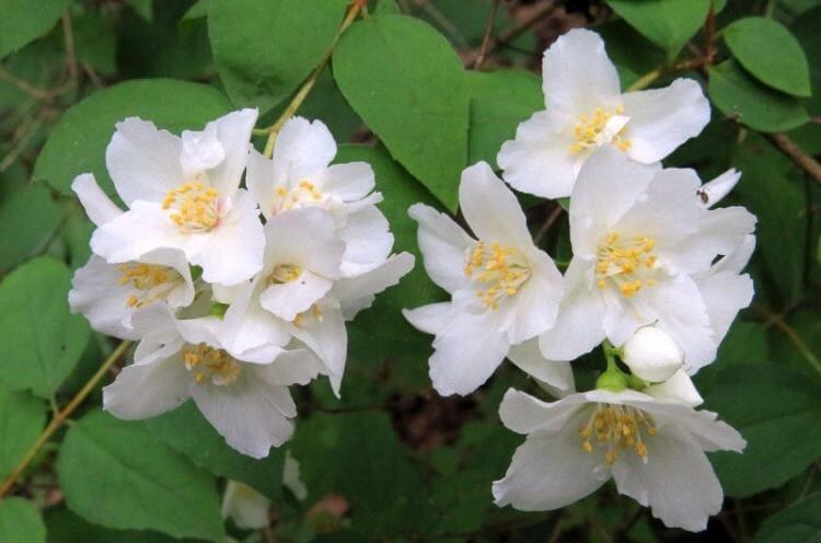 Кто «жасмин» говорит, про «чубушник» молчит