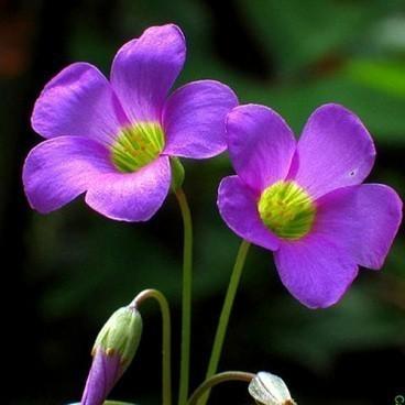 Цветы и прощение